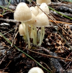 Mycena sp. at QPRC LGA - suppressed