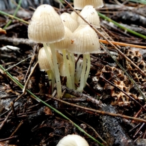 Mycena sp. at QPRC LGA - suppressed