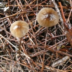 Unidentified Cap on a stem; gills below cap [mushrooms or mushroom-like] at Borough, NSW - 9 May 2024 by Paul4K