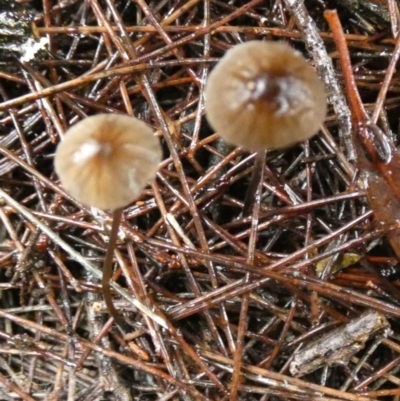 Unidentified Cap on a stem; gills below cap [mushrooms or mushroom-like] at suppressed - 9 May 2024 by Paul4K