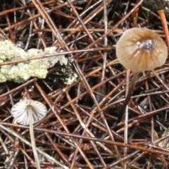 zz agaric (stem; gills white/cream) at Boro - 9 May 2024