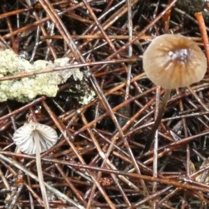 zz agaric (stem; gills white/cream) at Boro - 9 May 2024