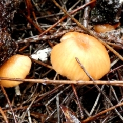 Unidentified Cap on a stem; gills below cap [mushrooms or mushroom-like] at suppressed - 9 May 2024 by Paul4K