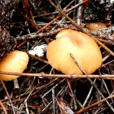Unidentified Cap on a stem; gills below cap [mushrooms or mushroom-like] at Boro - 9 May 2024 by Paul4K