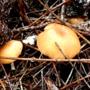 Unidentified Cap on a stem; gills below cap [mushrooms or mushroom-like] at Borough, NSW by Paul4K
