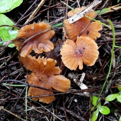 Laccaria sp. (Laccaria) at Borough, NSW - 9 May 2024 by Paul4K