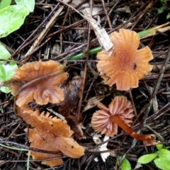 Laccaria sp. at QPRC LGA - 9 May 2024