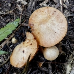 Unidentified Cap on a stem; gills below cap [mushrooms or mushroom-like] at suppressed - 9 May 2024 by Paul4K