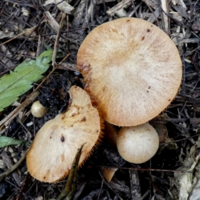 Unidentified Cap on a stem; gills below cap [mushrooms or mushroom-like] at Mayfield, NSW - 9 May 2024 by Paul4K