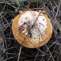 Unidentified Cap on a stem; gills below cap [mushrooms or mushroom-like] at Boro - 9 May 2024 by Paul4K