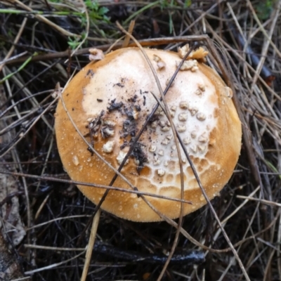 Unidentified Cap on a stem; gills below cap [mushrooms or mushroom-like] at Boro - 9 May 2024 by Paul4K