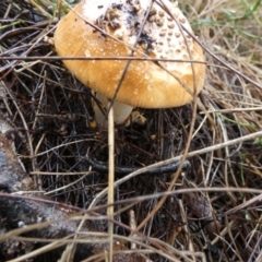 Amanita sp. at Boro - suppressed