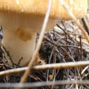 Amanita sp. at Boro - suppressed