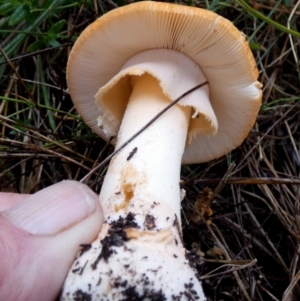 Amanita sp. at Boro - suppressed