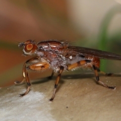 Tapeigaster annulipes (heteromyzid fly) at Yarralumla, ACT - 3 May 2024 by TimL