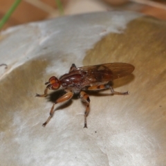 Tapeigaster annulipes at National Arboretum Forests - 3 May 2024 03:33 PM