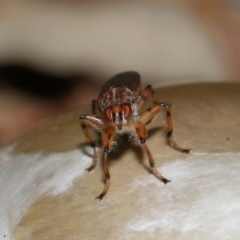 Tapeigaster annulipes at National Arboretum Forests - 3 May 2024