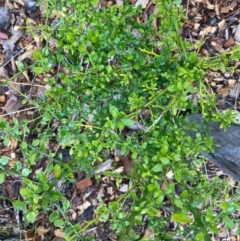 Unidentified Other Shrub at Hughes Garran Woodland - 9 May 2024 by ruthkerruish