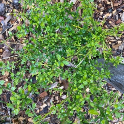 Unidentified Other Shrub at Red Hill to Yarralumla Creek - 9 May 2024 by ruthkerruish