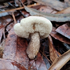 Tylopilus sp. (A Bolete) at Bodalla, NSW - 8 May 2024 by Teresa