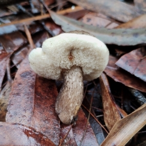 Tylopilus sp. at Bodalla State Forest - 9 May 2024 09:24 AM