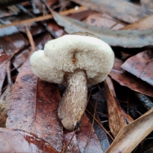 Tylopilus sp. at Bodalla State Forest - 9 May 2024
