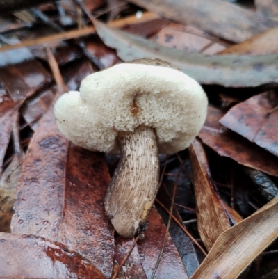 Tylopilus sp. (A Bolete) at Bodalla, NSW - 8 May 2024 by Teresa