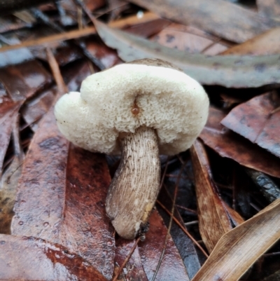 Tylopilus sp. (A Bolete) at Bodalla State Forest - 9 May 2024 by Teresa