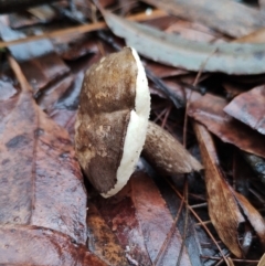 Tylopilus sp. at Bodalla State Forest - 9 May 2024 09:24 AM