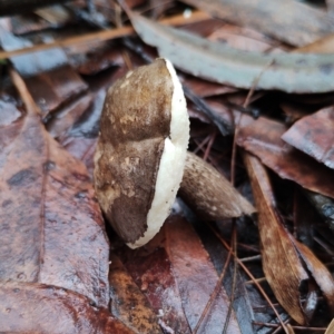 Tylopilus sp. at Bodalla State Forest - 9 May 2024