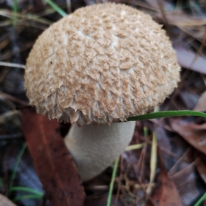 Boletellus ananiceps at Bodalla State Forest - 9 May 2024