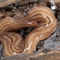 Fletchamia quinquelineata (Five-striped flatworm) at Coolatai, NSW - 9 May 2024 by AlexDudley