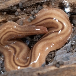 Fletchamia quinquelineata (Five-striped flatworm) at Coolatai, NSW by AlexDudley