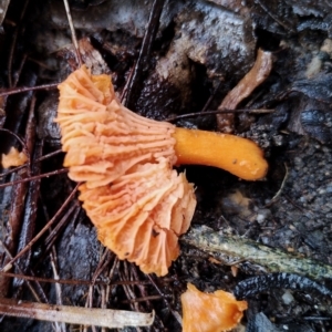 Cantharellus concinnus at Bodalla State Forest - 9 May 2024