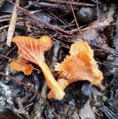 Cantharellus concinnus at Bodalla State Forest - 9 May 2024