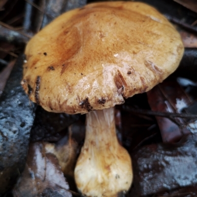 Unidentified Cap on a stem; gills below cap [mushrooms or mushroom-like] at Bodalla, NSW - 8 May 2024 by Teresa