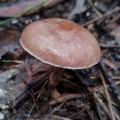 Unidentified Cap on a stem; gills below cap [mushrooms or mushroom-like] at suppressed - 8 May 2024 by Teresa