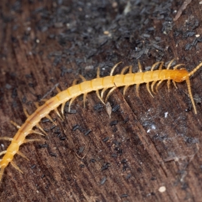 Unidentified Centipede (Chilopoda) at Coolatai, NSW - 7 May 2024 by AlexDudley