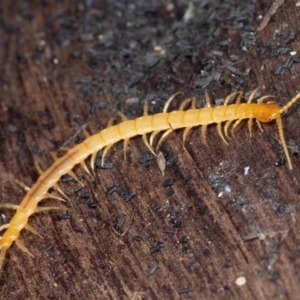 Unidentified Centipede (Chilopoda) at Coolatai, NSW by AlexDudley