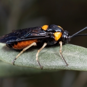 Lophyrotoma interrupta at Coolatai, NSW - 5 May 2024