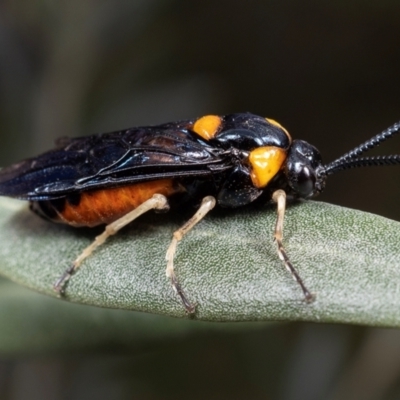 Lophyrotoma interrupta (Cattle Poisoning Sawfly) at Coolatai, NSW - 5 May 2024 by AlexDudley