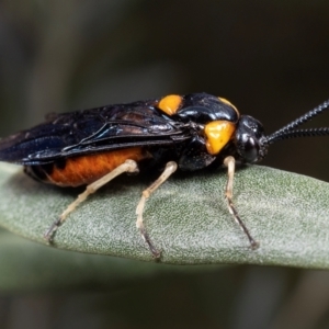Unidentified Wasp (Hymenoptera, Apocrita) at Coolatai, NSW by AlexDudley