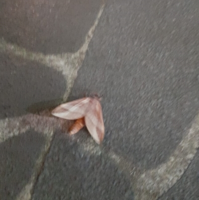 Oxycanus (genus) (Unidentified Oxycanus moths) at Palmerston, ACT - 10 May 2024 by calyptorhynchus