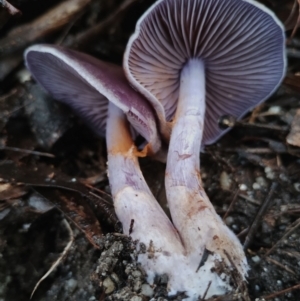 Cortinarius sp. at Bodalla State Forest - 9 May 2024