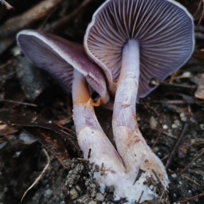 Unidentified Cap on a stem; gills below cap [mushrooms or mushroom-like] at Bodalla, NSW - 8 May 2024 by Teresa