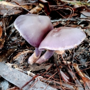 Cortinarius sp. at Bodalla State Forest - 9 May 2024