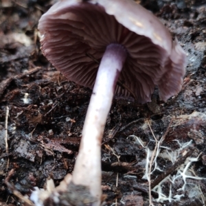 Cortinarius sp. at Bodalla State Forest - 9 May 2024