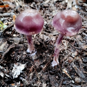 Cortinarius sp. at Bodalla State Forest - 9 May 2024