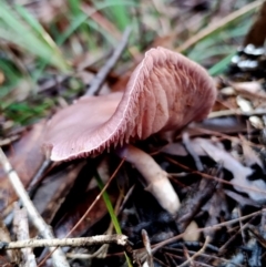 Cortinarius sp. at Bodalla State Forest - 9 May 2024