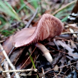 Cortinarius sp. at Bodalla State Forest - 9 May 2024